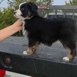 Rosalina - Black tri female Miniature American Shepherd puppy in Leonard, Texas from Tin Roof Aussies