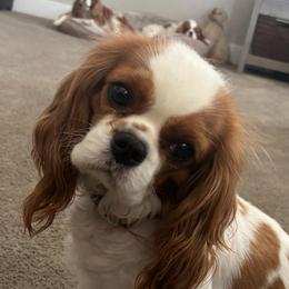 Tessie - Cavalier King Charles Spaniel