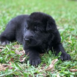 German Shepherd Puppies from Zwinger vom Schneider Wald