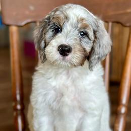 Shad Mayfield - Blue merle male Aussiedoodle puppy in Lancaster, Minnesota from Finney Ranch