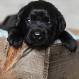 Golden Retriever and Labrador Retriever Puppies from Dublin Rise
