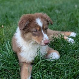 Paprika - Red tri-color female Australian Shepherd puppy in East Lansing, Michigan from Gamber Australian Shepherds