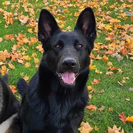 Keva - German Shepherd