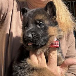 Available girl from Riviera and Paik (Red Collar) - Black and red female German Shepherd puppy in Galt, California from At Redwood Runs