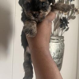 Buzz 2000 - Black and tan male Yorkshire Terrier puppy in Gastonia, North Carolina from Precious pups dynasty kennel