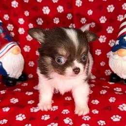 Bo - Chocolate and tan male Chihuahua puppy in Palmyra, Indiana from Country Star Chihuahuas