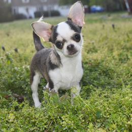 Lil' Diego - Black sabled fawn male Chihuahua puppy in Gloucester, Virginia from Charlotte's Web of Chihuahuas