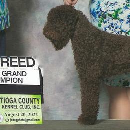 Riley - Lagotto Romagnolo