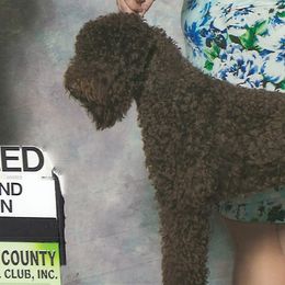 Riley - Lagotto Romagnolo