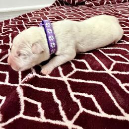 Purple collar - Red female Cane Corso puppy in Snellville, Georgia from A Really Good Kennel