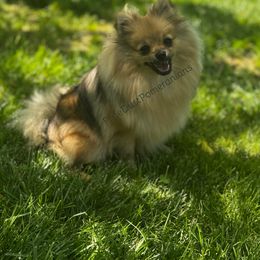 Nova - Pomeranian