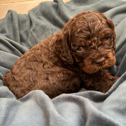 Skye - Brown white and tan female Cockapoo puppy in Egg Harbor City, New Jersey from Grace Given Cockapoos (GGC)