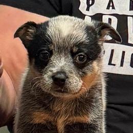 Merri - Blue female Australian Cattle Dog puppy in Sanger, Texas from Straight Arrow Australian Cattle Dogs