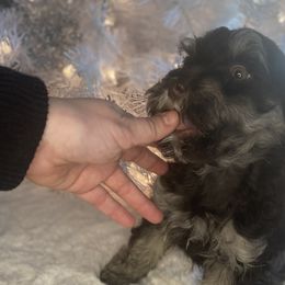 Boy 5 - Chocolate brindle Havapoo puppy in Tropic, Utah from Lady Paws-Kara