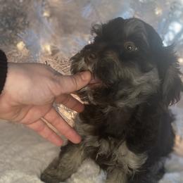 Boy 5 - Chocolate brindle Havapoo puppy in Tropic, Utah from Lady Paws-Kara