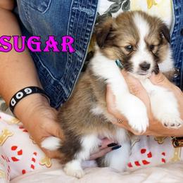 Sugar - Sable and White Girl - Sable & white female Toy Shetland Sheepdog puppy in Frazeysburg, Ohio from Mountain High Kennels