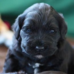 Portuguese Water Dogs from True North