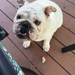 Lexie - Bulldog