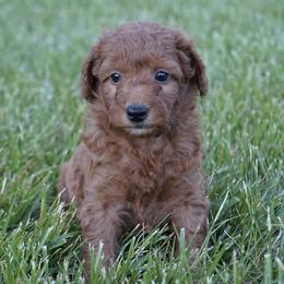 Cooper - Apricot male Goldendoodle puppy in Augusta, West Virginia from Creation Goldedoodles
