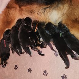 Girl 6 - German Shepherd puppy from Von Richardson Elite German Shepherds