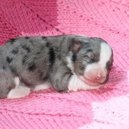 Girl 2 - Blue merle female Miniature American Shepherd puppy in Tiskilwa, Illinois from First Harmony Farms
