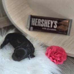 Hershey - Black and silver female Miniature Schnauzer puppy in Rosemount, Minnesota from Weiland's Ruby