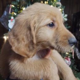 Golden Retriever Puppies from Ginger Snap Golden Retrievers
