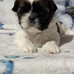 Ray - Red and white male Shih Tzu puppy in Sharon, Pennsylvania from Keystone Danes and Shih tzus