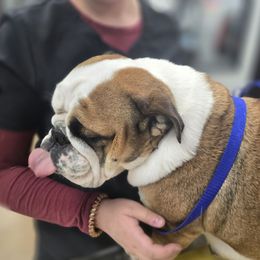 Coney Island - Bulldog