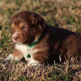 Billy Jean - Red tri-color female Australian Shepherd puppy in Cookeville, Tennessee from Spring Creek Aussies