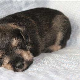 AKC Frisco - Salt and pepper male Miniature Schnauzer puppy in Richardton, North Dakota from Crooked Tree Ranch