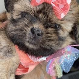 Lexi - Tricolor female Shih Tzu puppy in Azusa, California from RJ Shih Tzu lover