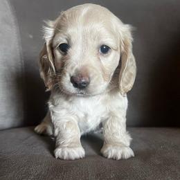 Frisbee - Cream male Dachshund puppy in Highland, California from BAES Teufelshunde