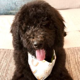 Trixie - Black female Goldendoodle puppy in Dayton, Ohio from Perks Court Doodles