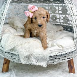 Donner - Red  female Goldendoodle puppy in Otisville, Michigan from Danie’s Darling Doodles LLC