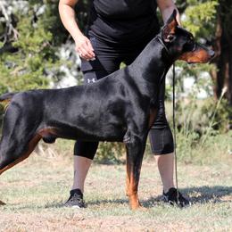 Patron - Doberman Pinscher