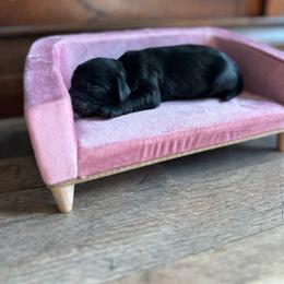 Willie - Black male Cavapoo puppy in Thorndale, Texas from Hattie’s Texas Cavapoos