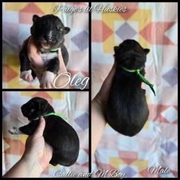 Oleg - Agouti and white male Siberian Husky puppy in Bloomfield, Indiana from Paiges lil huskies