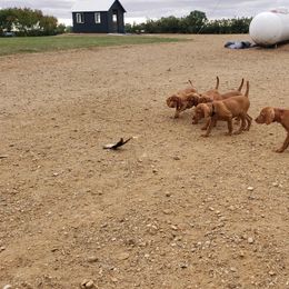 Vizsla Puppies from SkoglundFarm Vizslas