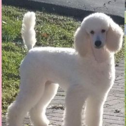 Sofia - Poodle