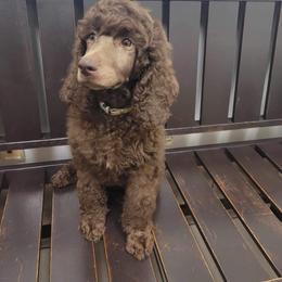 Poodle Puppies from Creek Side Kennels