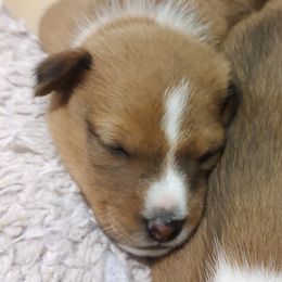 Basenji Puppies from AFRICAN TREASURES