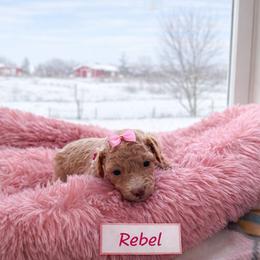 Rebel - Apricot female Goldendoodle puppy in Rising Sun, Indiana from Ruby Lane Doodles