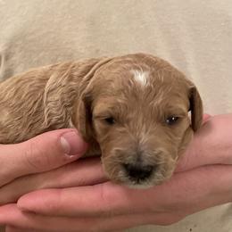 Bonnie - Apricot female Goldendoodle puppy in Kansas City, Kansas from Bella & Ivy’s Mini Goldendoodles of KC