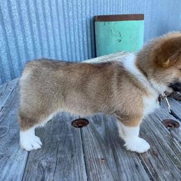 Pembroke Welsh Corgi and Toy Australian Shepherd Puppies from Riot Kreek Kennels