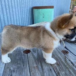Pembroke Welsh Corgi and Toy Australian Shepherd Puppies from Riot Kreek Kennels