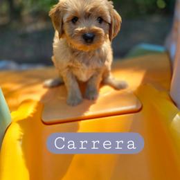 Carrera - male Cavapoochon puppy in Bullard, Texas from Cavapoochon Central LLC