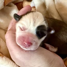 Girl 1 - Brindle and white female Cardigan Welsh Corgi puppy in Thornton, New Hampshire from Dinger’s Dogs