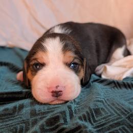 Sir Kay - Black tan and white male Beagle puppy in Colville, Washington from Rosehaven Homestead