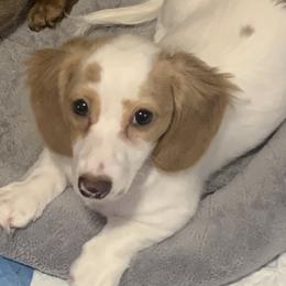 Roxie - Dachshund